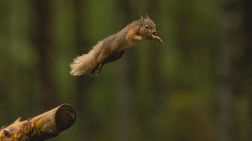 Close-up of squirrel jumping from wood