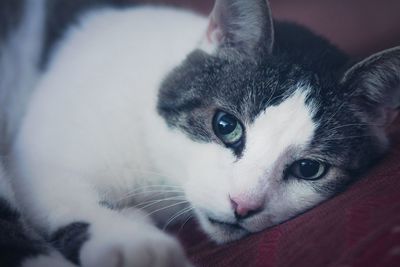 Close-up portrait of cat