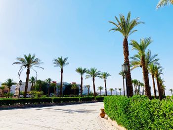 Palm trees against clear blue sky