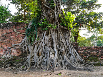 Statue of tree