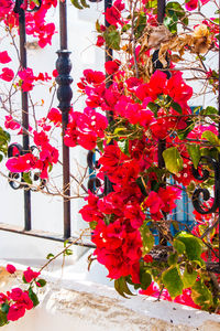 Close-up of red flowering plant hanging on tree