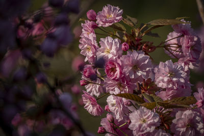Close-up of pink cherry blossoms