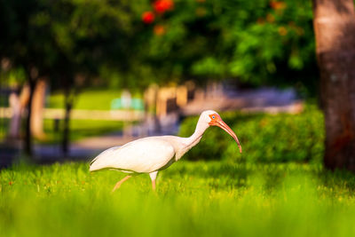 Close-up of white bird on field