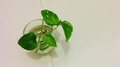 High angle view of plant in vase on floor