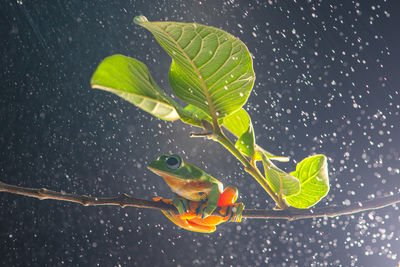 Close-up of raindrops on leaves