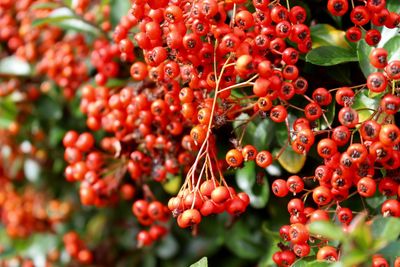 Close-up of red berries on tree