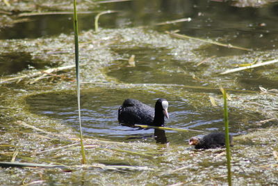 Ducks swimming in lake