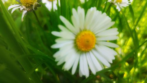 Close-up of white daisy flowers