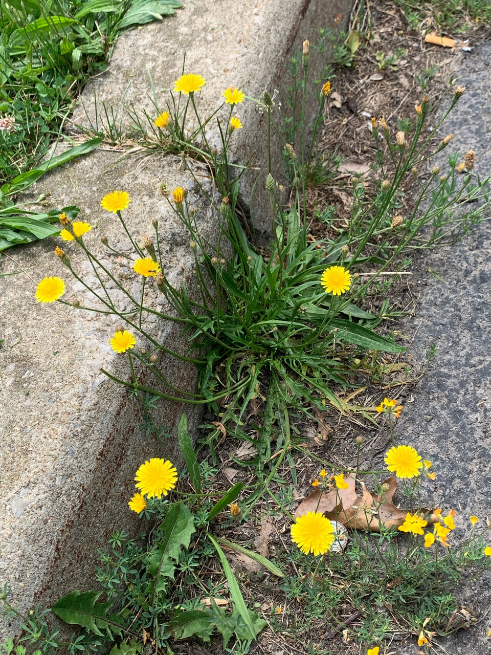 plant, flowering plant, flower, growth, yellow, nature, high angle view, beauty in nature, no people, garden, day, freshness, fragility, wildflower, outdoors, green, grass, yard, field, land, petal, flower head, footpath, inflorescence, close-up, tranquility