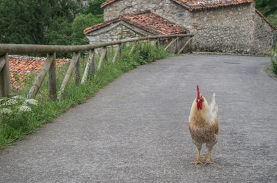 Chicken standing on road