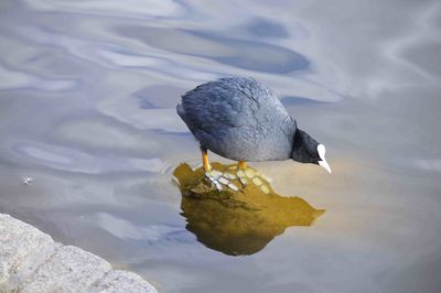 High angle view of bird on rock in lake