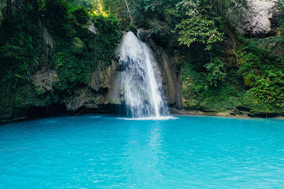 Scenic view of waterfall in forest