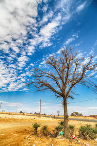 Bare tree on field against sky