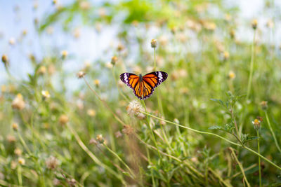 Close-up of butterfly pollinating on flower