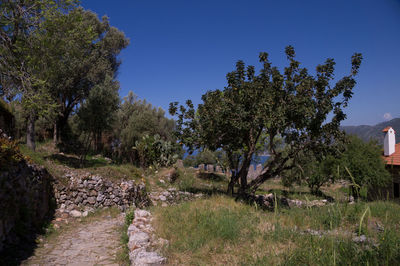 Footpath amidst trees against clear blue sky