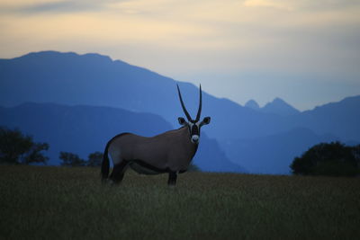 View of horse on field against sky