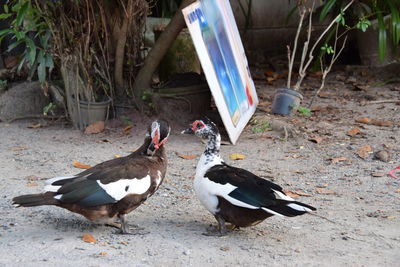 Birds on ground