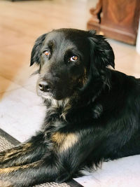 Close-up portrait of dog sitting at home