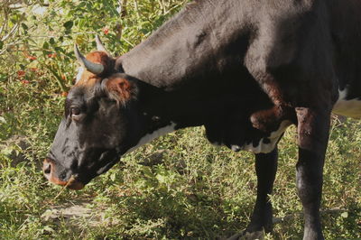 Close-up of cow standing on field