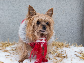 Yorkshire terrier in winter coat and scarf sitting on bale of straw looking to its left