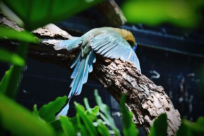 Blue bird perching on tree