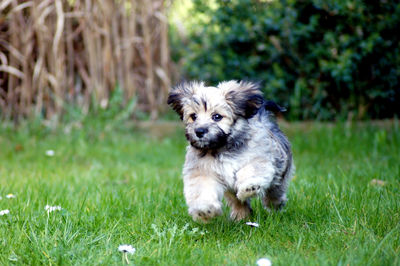 Portrait of dog on field