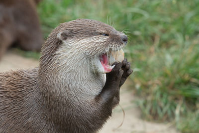 Close up portrait of an asian small clawed otter eating a fish