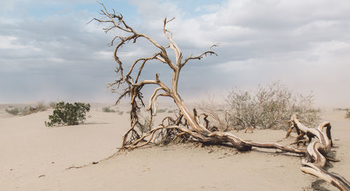 Bare tree on sand against sky