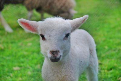 Close-up portrait of a sheep on field