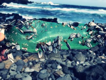 Close-up of barnacles on bottle at beach