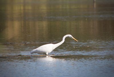 Bird in a lake