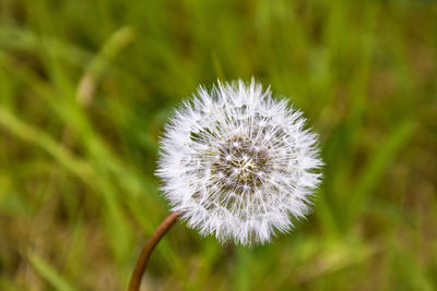 Close-up of white dandelion flower