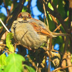 Close-up of bird perching on branch