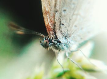 Close-up of insect on leaf