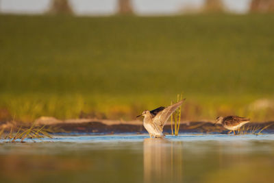 View of birds in lake