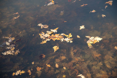 High angle view of flowering plant floating on water