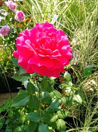 Close-up of pink rose