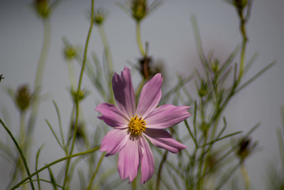 Close-up of pink cosmos flower