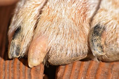 Close-up of horse