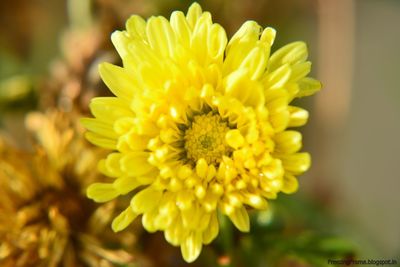 Close-up of yellow flower