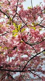 Low angle view of pink flowers blooming on tree