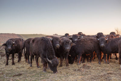 Buffaloes grazing on field against clear sky