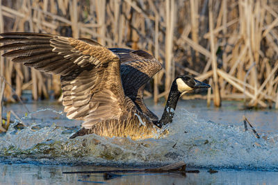 Duck swimming in lake