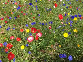 Directly above shot of multi colored flowers