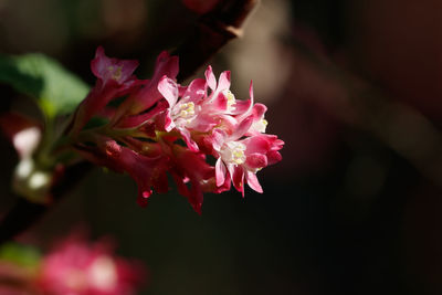 Close-up of pink cherry blossom