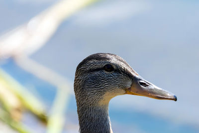 Close-up of bird