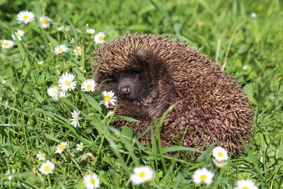 Close-up of hedgehog on grassy field