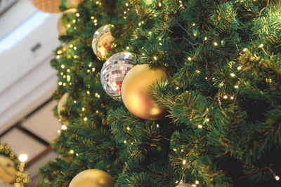 Close-up of christmas tree