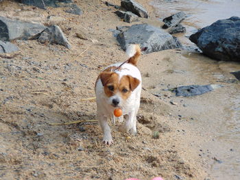 High angle portrait of dog on sand at beach