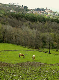 Sheep grazing in a field